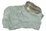 Bargain, Prone Flexicalymene Trilobite Fossil - Indiana #289960-1